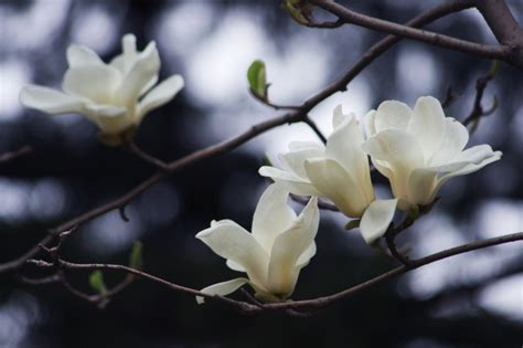 这白色花是什么名字? 六个花瓣,黄色花蕊,有香味...