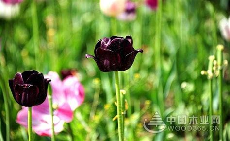黑色郁金香的花语和象征代表意义