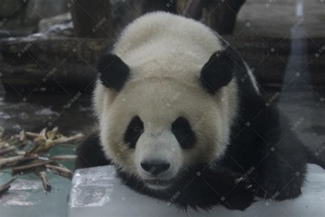 可爱的大熊猫-小动物作文450字（经典6则）