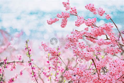 请问有叫“龙泉花”的花吗?像绣球花一般,每个花朵有许多小花朵组成,一簇一簇.