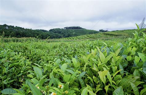 有关山茶花的资料