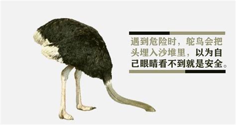 鸵鸟肉和人R是一样的吗?看了晋宁案件,大家还敢吃鸵鸟肉吗?