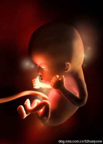 怀孕八个月胎儿图片