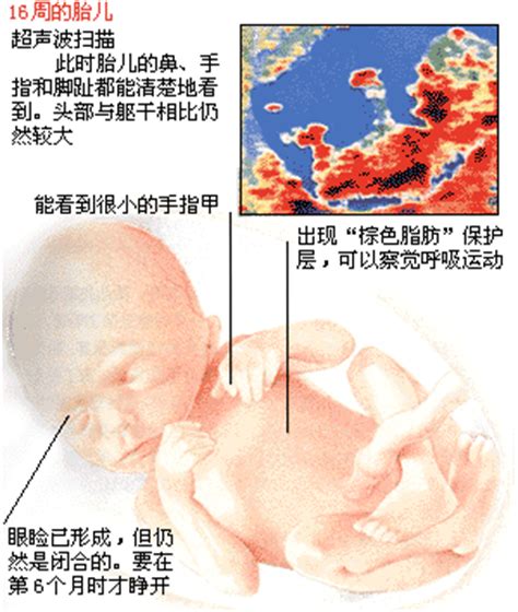 婴儿十二个月发育过程