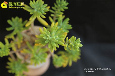 多肉植物天使之泪/圆叶八千代怎么养