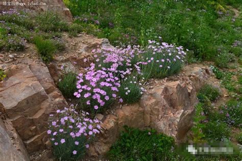 请问北京花友那些花可室外过冬?