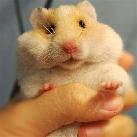 我家的胖鼠妞_描写仓鼠的作文500字(经典6篇)