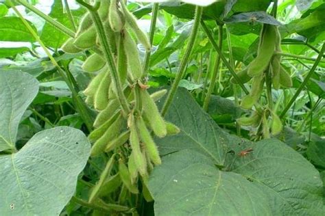 肾豆的种植方法