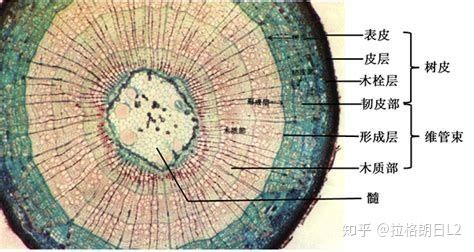 鬼针草