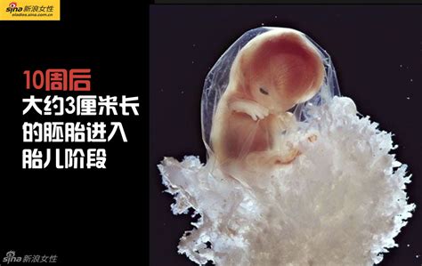 胎儿发育过程变化图