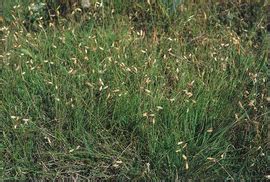 野牛草味道和药用价值