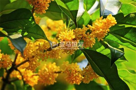 忘不了那一抹金黄-关于桂花的作文500字(共计4篇)