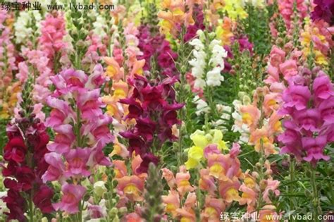 金鱼草(2n=16)属多年生雌雄同株花卉,其花的颜色由一对等位基因A和a控制,花色有红色、门色和粉红色三