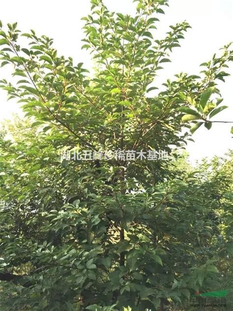 有趣的百香果树_小学生写景作文550字（共计8则）