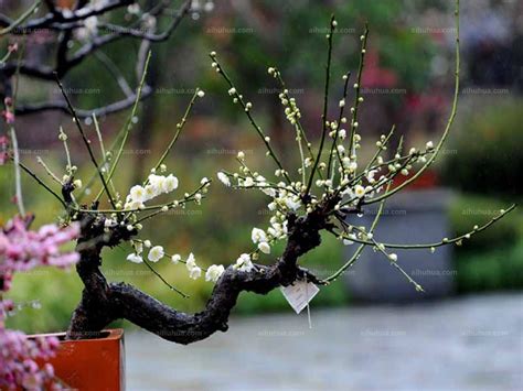 梅-梅花作文400字【精选4则】