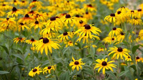 秋菊、黑心菊、金光菊、非洲菊、金盏菊哪些事宿根花卉?