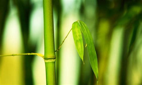 什么竹子的品种适合室内养,竹竿最好是绿色的