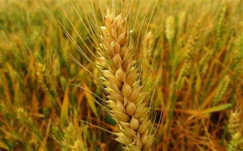 小麦花、水稻花的特征对他们又什么好处？
