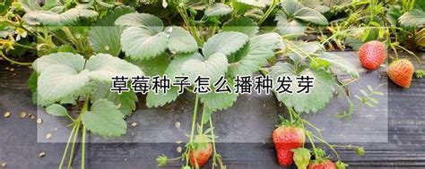 草莓种子种的草莓几天能发芽?