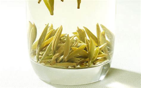 白毫銀針屬于什么茶