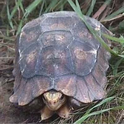 非洲折背陆龟
