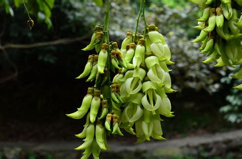 绐我介绍一下禾雀花