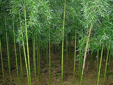 早园竹的种植方法?