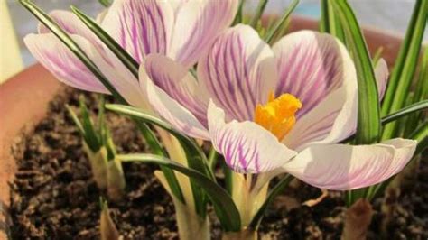 - 藏红花番红花西红花川红花.红花都是一种植物吗