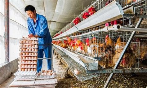 养殖户应该如何科学养鸡？