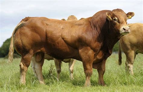 利木赞牛与秦川牛的特征有什么不同