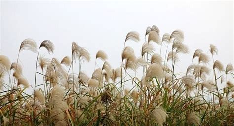 芦苇什么时候开花,花是什么颜色的