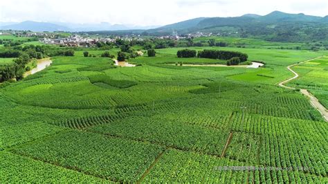 绿洲农业与灌溉农业有什么区别 在中国有哪些分布