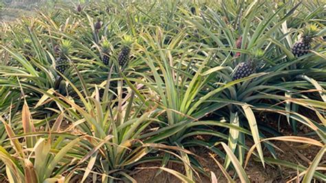 怎么在家种植一棵菠萝