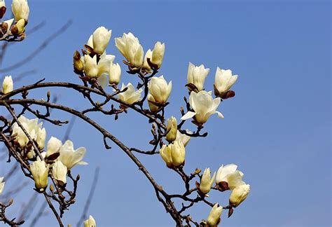 白玉兰-小学生植物作文200字（合计8篇）