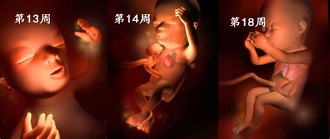 怀孕十四周的胎儿清晰图片