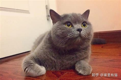 英短蓝猫容易生病吗