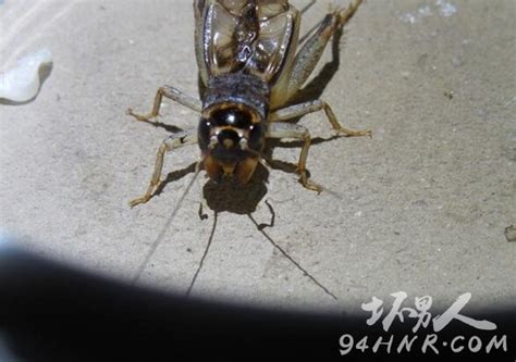 捉蟋蟀_二年级叙事作文300字（合计10篇）