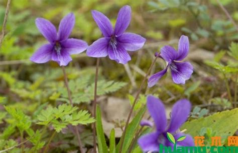 新鲜地丁花和紫花地丁功效一样吗?