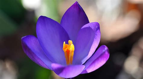 廈門南湖公園3月份盛開的紅花叫什么?附圖片