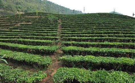 解析臺地茶和古樹茶的區別