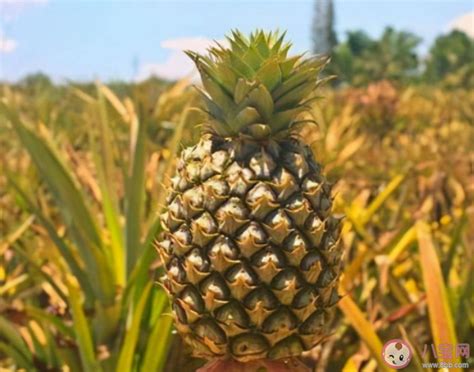 菠萝是长在树上还是地上？