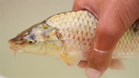 熱帶魚身上有白點(diǎn)怎么辦