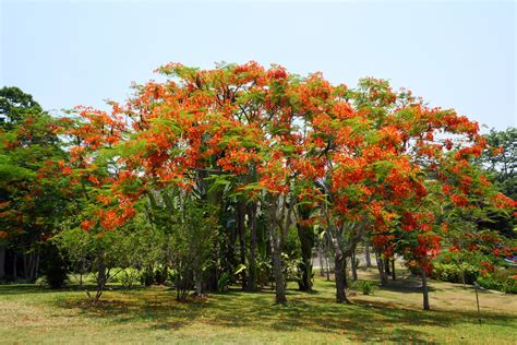 凤凰花的文化