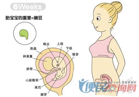 怀孕过程内脏位置变化
