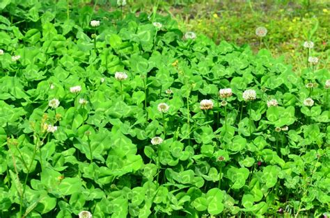 白车轴草的形态特征、生长习性和载培管理