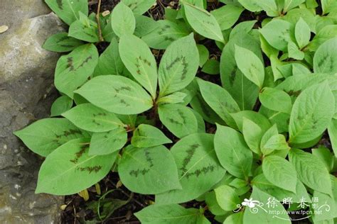 怎么种植金线草