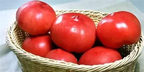 小西红柿和大西红柿有什么区别?