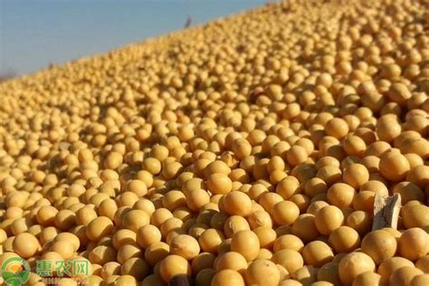 現(xiàn)在黃豆什么價(jià)格