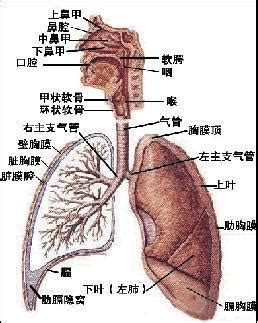 支气管哮喘能治断根吗