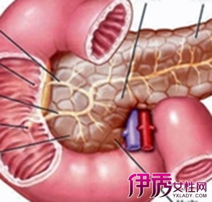 胰腺是什么器官有什么功能